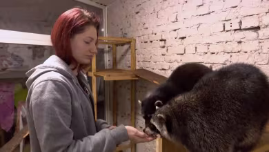 Kharkiv's raccoon cafe provides shelter from Russian bombardment