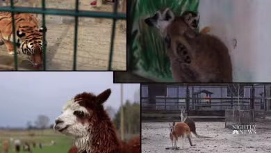 Remembering Ukrainian zookeepers who stayed to care for animals