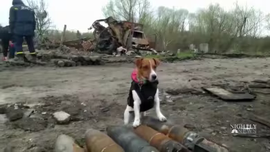 The Jack Russell terrier detecting bombs in Ukraine