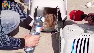 Cat rescued from bombed-out building in Ukraine