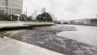 What is 'negative storm surge'? See the viral pics from Tampa Bay