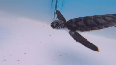 Florida Keys family rescues baby turtle from Hurricane Ian debris