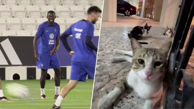 France’s Ousmane Dembele ’scared’ of stray cats at the World Cup in Qatar