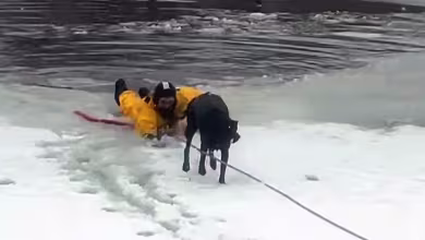 Watch: Firefighters rescue dog who fell into icy pond in Utah