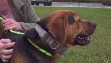 Florida rescue organization races to find indoor dog shelters amid cold