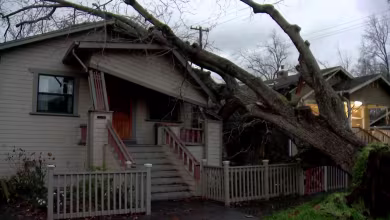 California storm brings down trees across Sacramento