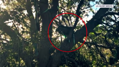 FBI investigates hunting stand with direct sight line to Air Force One