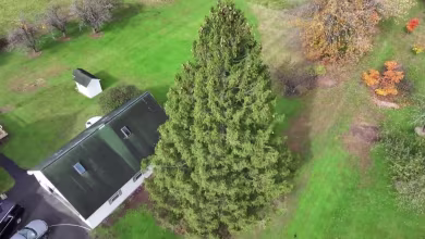 Hear the story behind the 2025 Rockefeller Christmas tree