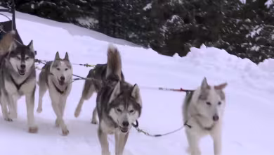 NBC News correspondents have a dog sledding race in the Italian Alps