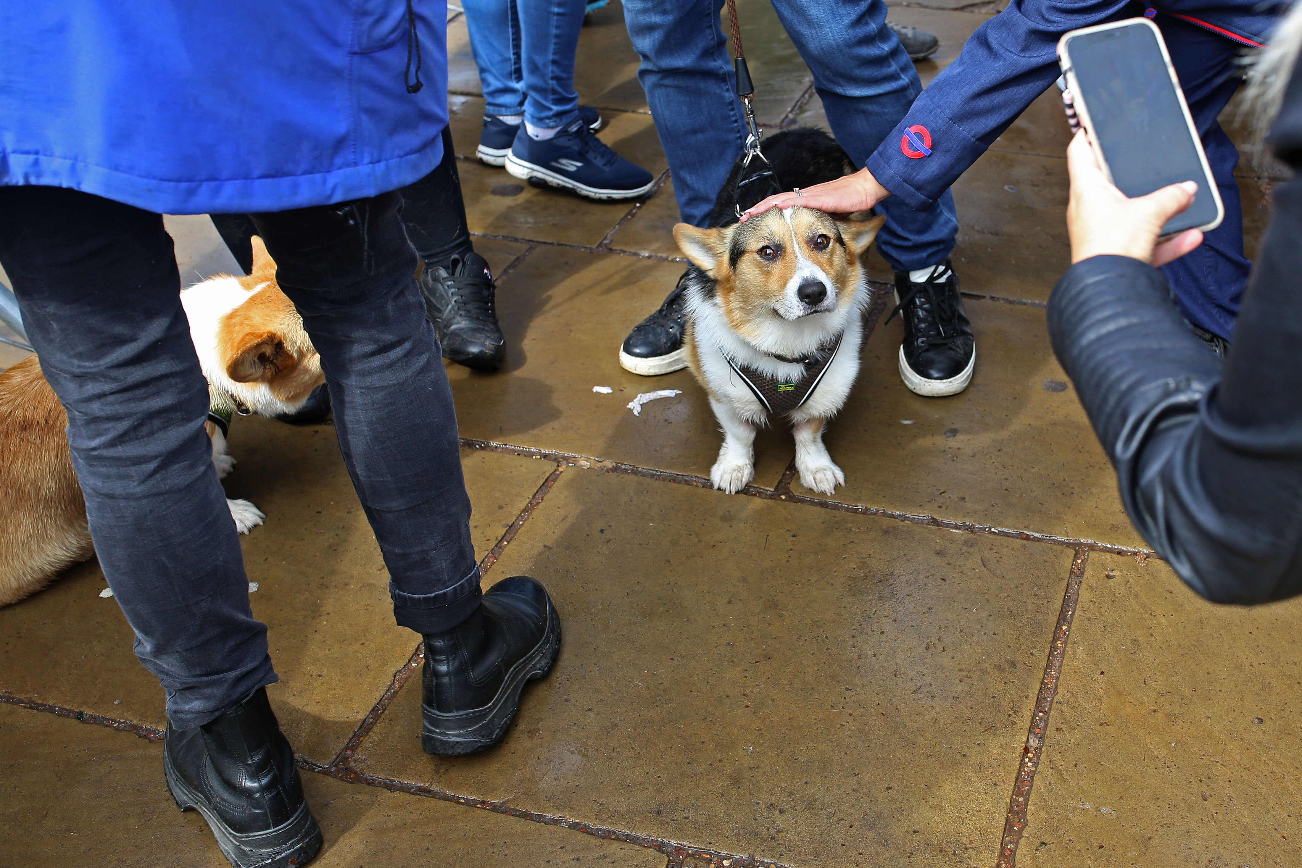 Queen Buckingham Palace Reaction