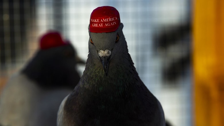 Pigeons wearing tiny 'Make America Great Again' hats descend on Las Vegas