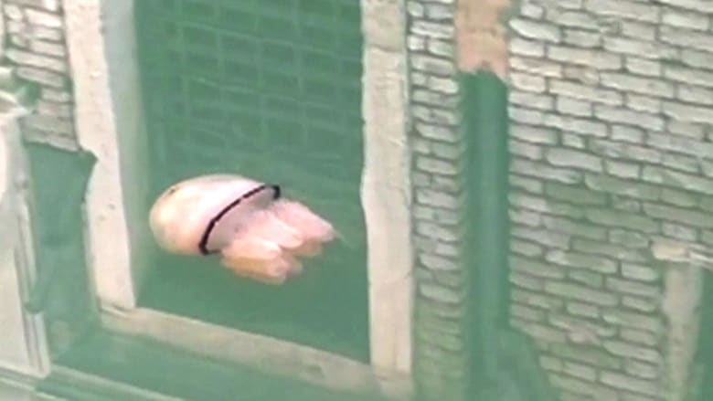 Watch: Jellyfish glides along Venetian canal as water transparency improves