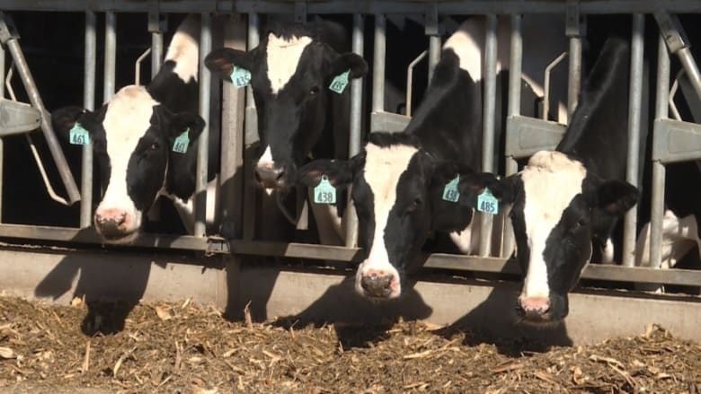 Coronavirus economic crash hurts dairy farmers