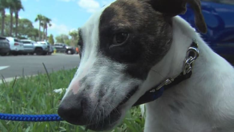 Social distancing stressful for pets as well as their humans