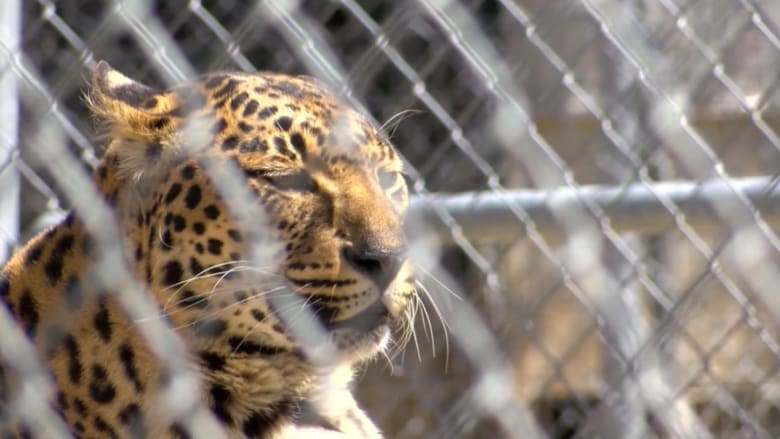 Nevada zoo struggles to keep animals fed after closing due to coronavirus