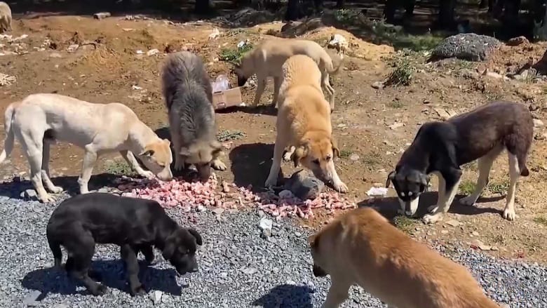 Dogs abandoned in increasing numbers during COVID-19 pandemic, activists say