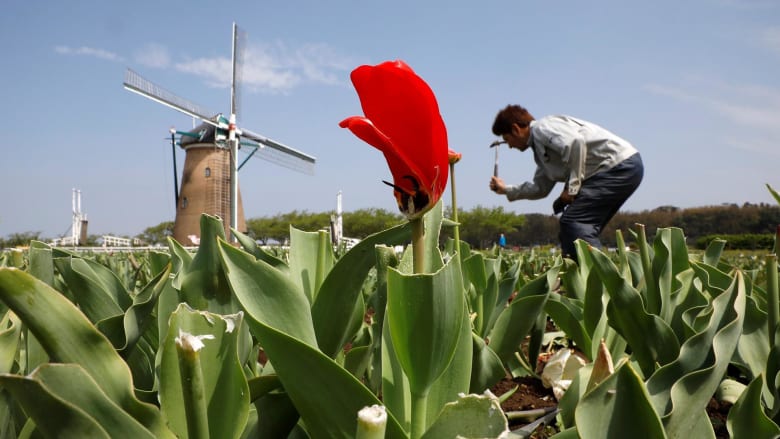Japanese park beheads 100,000 tulips amid coronavirus state of emergency