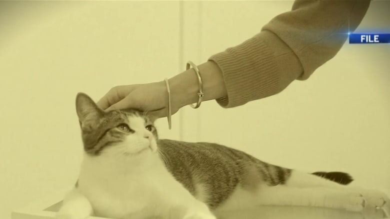 Two cats test positive for coronavirus: how to keep your pets safe