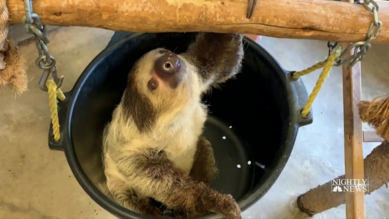 While zoos are closed to the public, keepers care for animals big and small