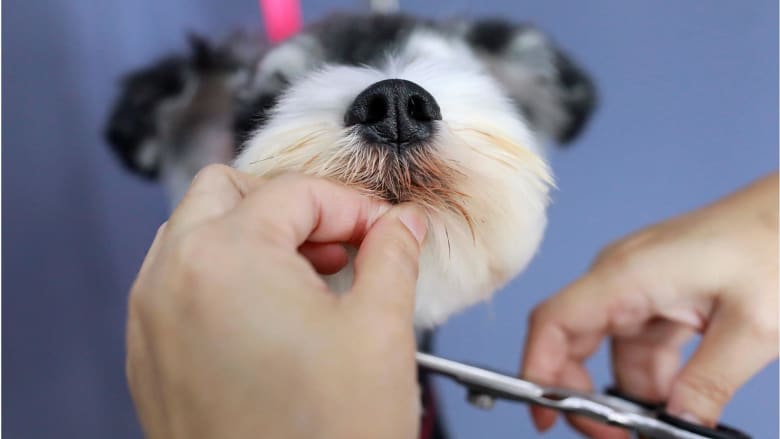 Grooming parlors reopen after lockdown for Bangkok's pampered pooches