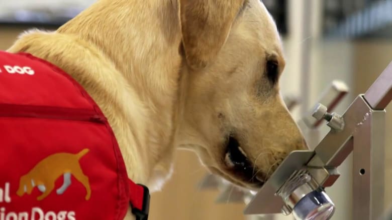 New effort hopes to train dogs to sniff out COVID-19