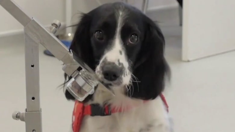 British charity trains dogs to be coronavirus first responders