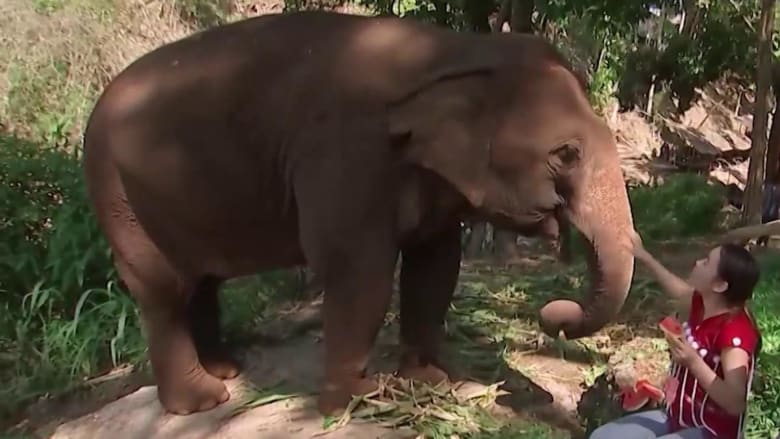 Thailand’s travel ban impacts the country’s elephants