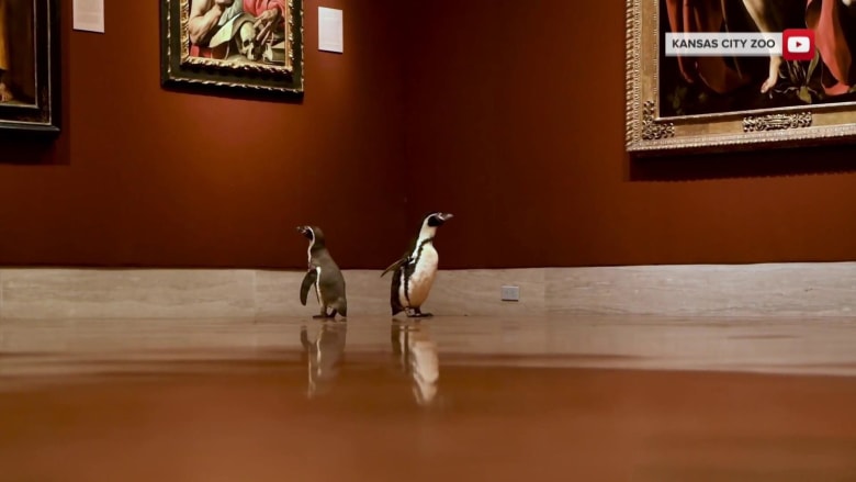 Kansas City Zoo penguins take a field trip to the museum
