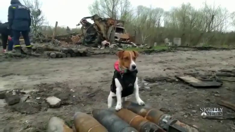 The Jack Russell terrier detecting bombs in Ukraine