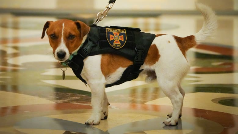 Ukrainian bomb sniffing dog awarded medal by Zelenskyy