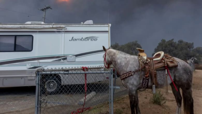 Animal shelters scramble to save pets left behind in L.A. wildfires