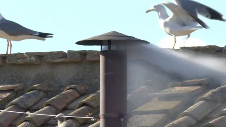 The story of the seagulls by the Vatican chimney when white smoke was seen