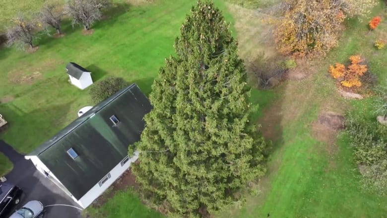 Hear the story behind the 2025 Rockefeller Christmas tree