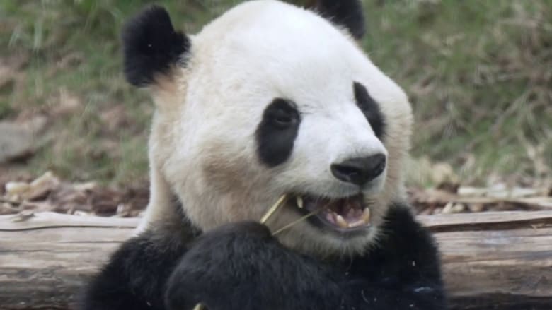Exclusive look at Chinese pandas preparing for trip to America