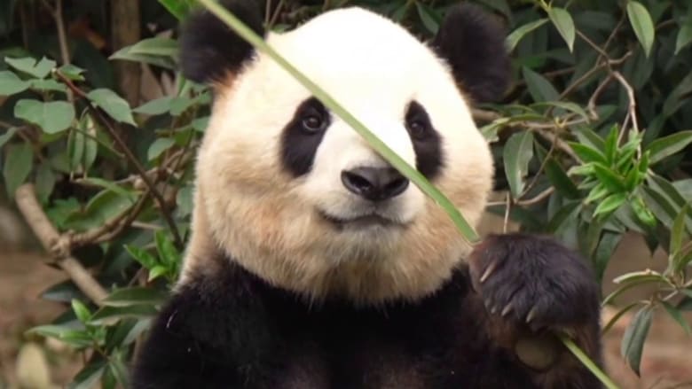 Xi Jinping announces China will send 2 giant pandas to U.S.