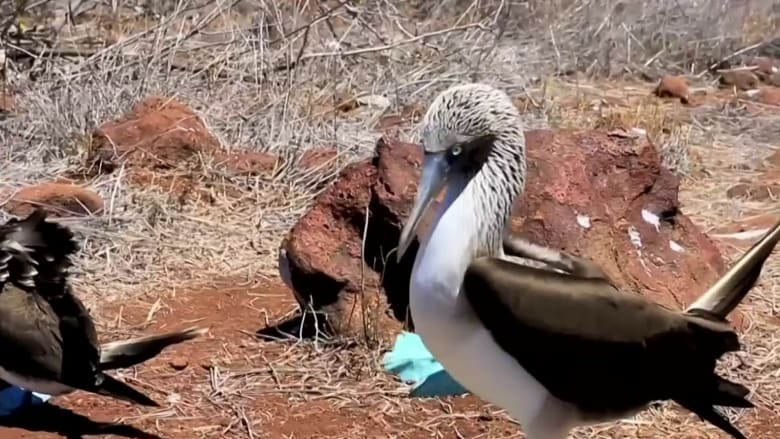 Planeta Tierra: El fenómeno de El Niño desplaza a cientos de aves marinas hasta Panamá