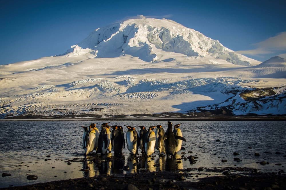 A waddle of King penguins standing on the shores of the Australian territory of Heard Island.
