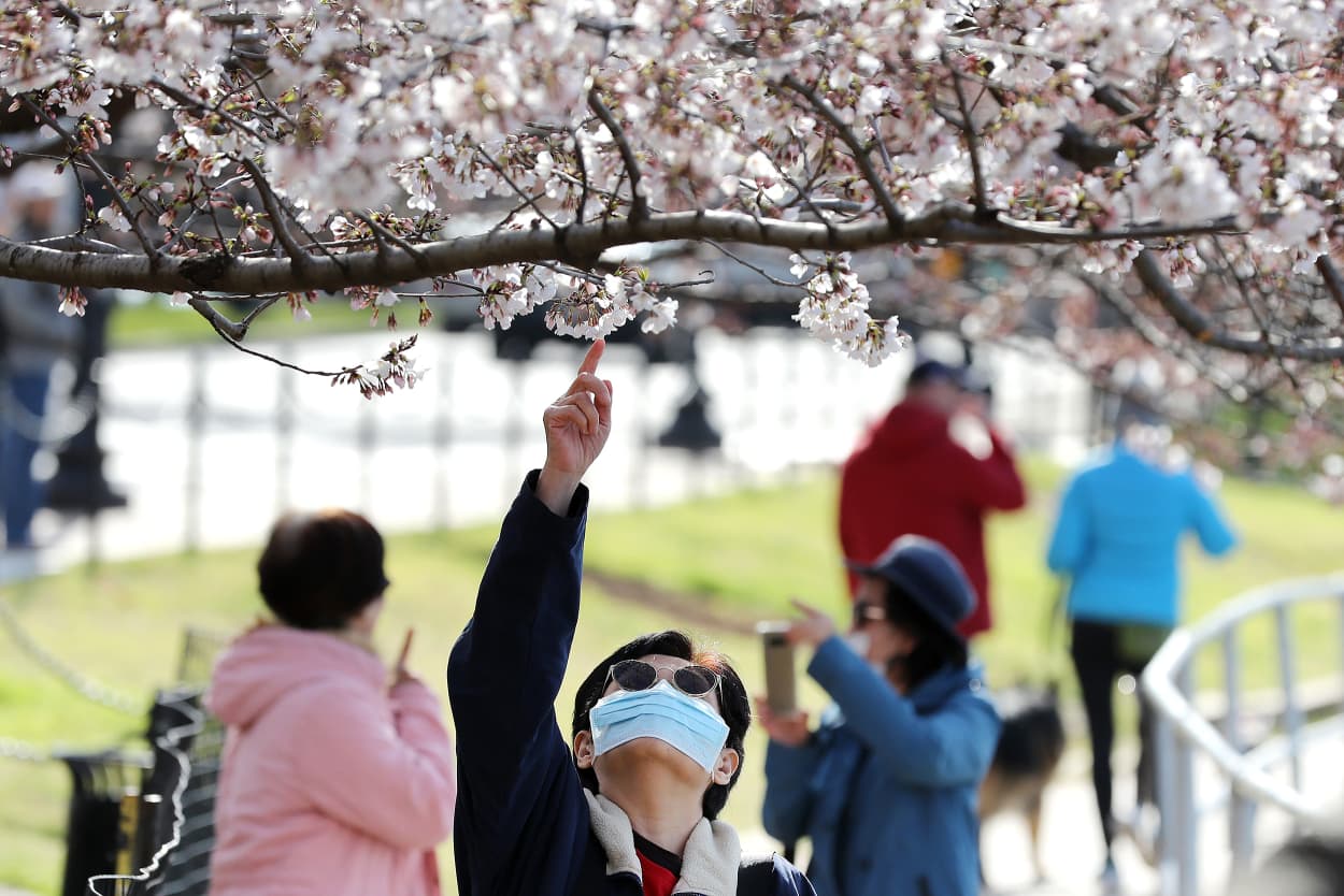 Tourists continue to visit the Tidal Basin on Wednesday as peak bloom for the cherry trees approaches in Washington, D.C.