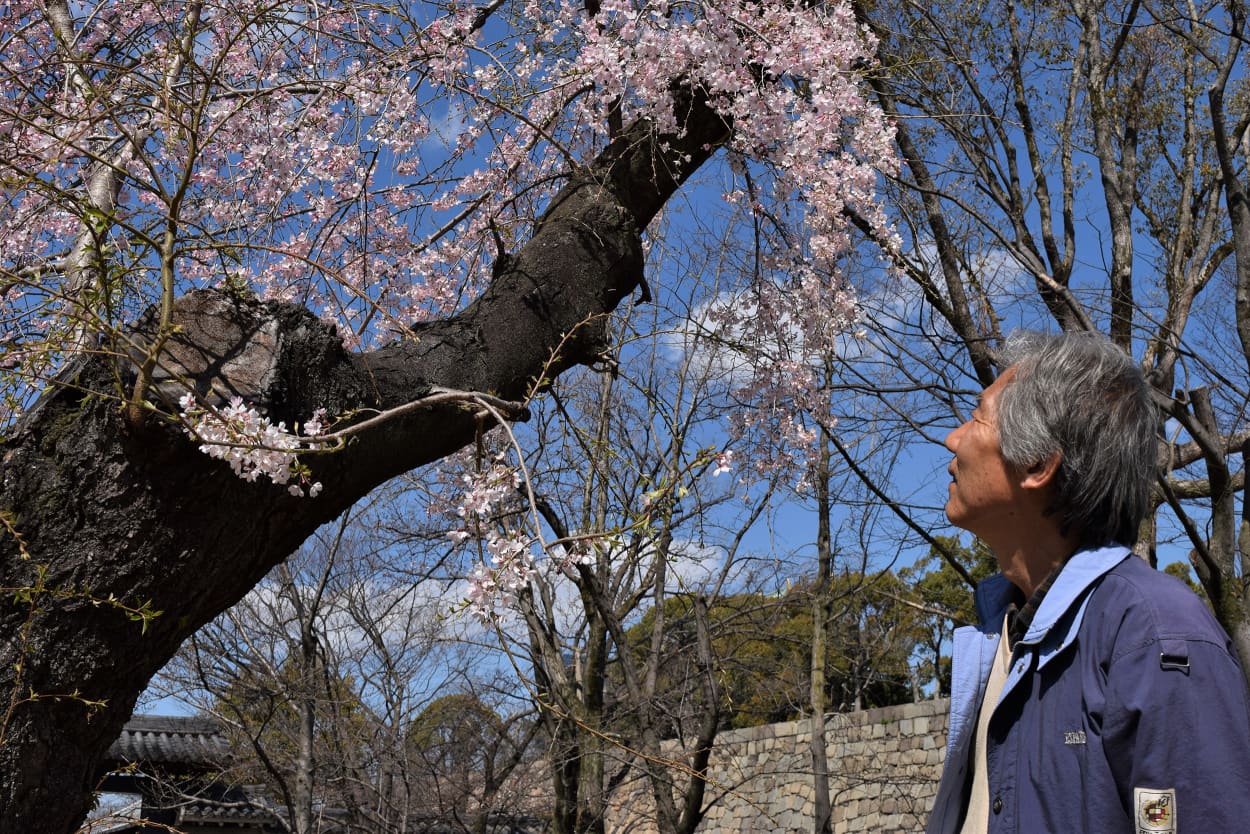 Image: Osaka native Hiroshi Nakajima, 65, gazes at the cherry blossoms in Osaka Park, in Osaka, Japan.