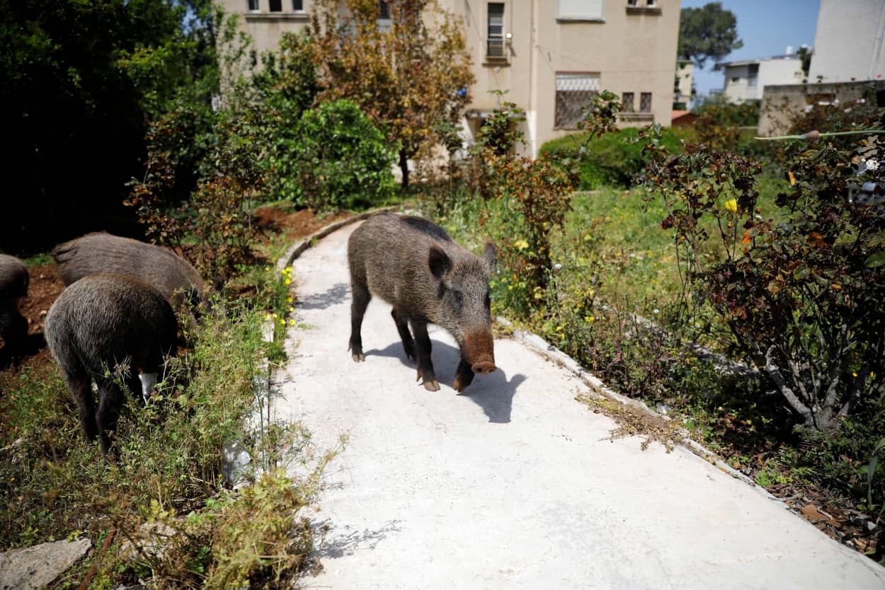 Spread of the coronavirus disease (COVID-19) in Haifa