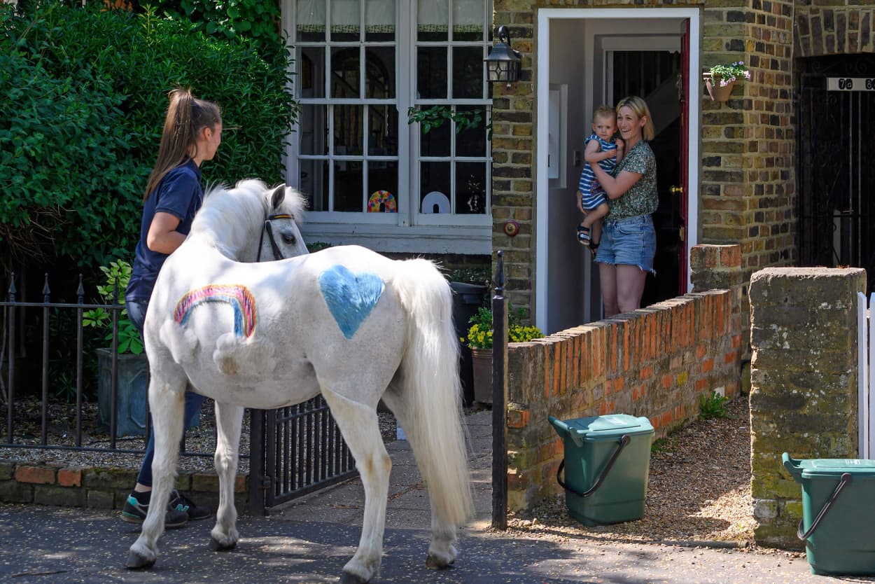 Welsh mountain pony "Annie's Wizz"