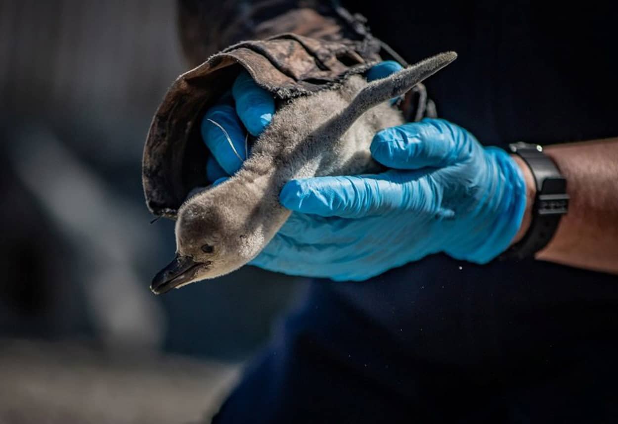 Image: Bird keepers at Chester Zoo named hatched Humboldt penguin chicks after NHS hospitals in tribute to NHS heroes, in Chester, Britain.