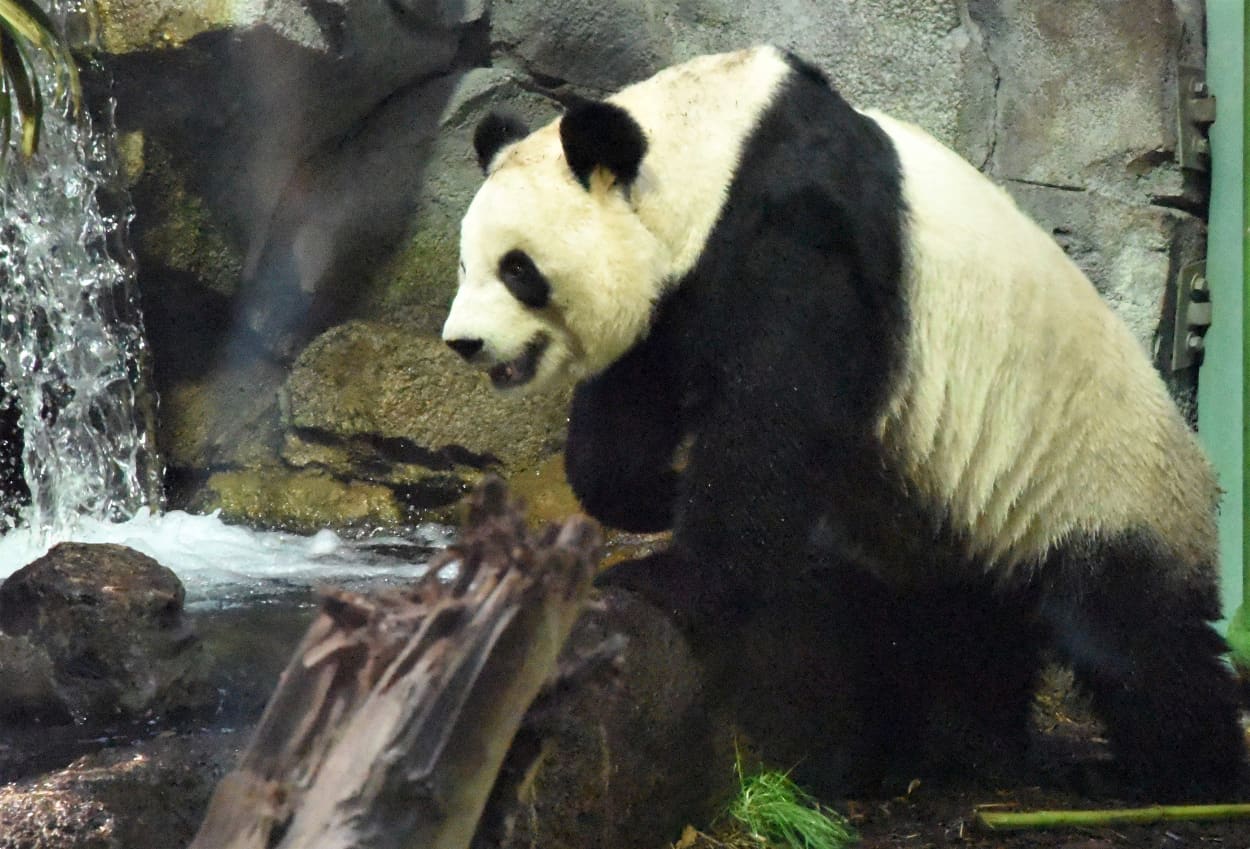 Image: Female panda Er Shun is one of two giant pandas being returned to China by Canada's Calgary Zoo due to the difficulty of obtaining fresh bamboo.