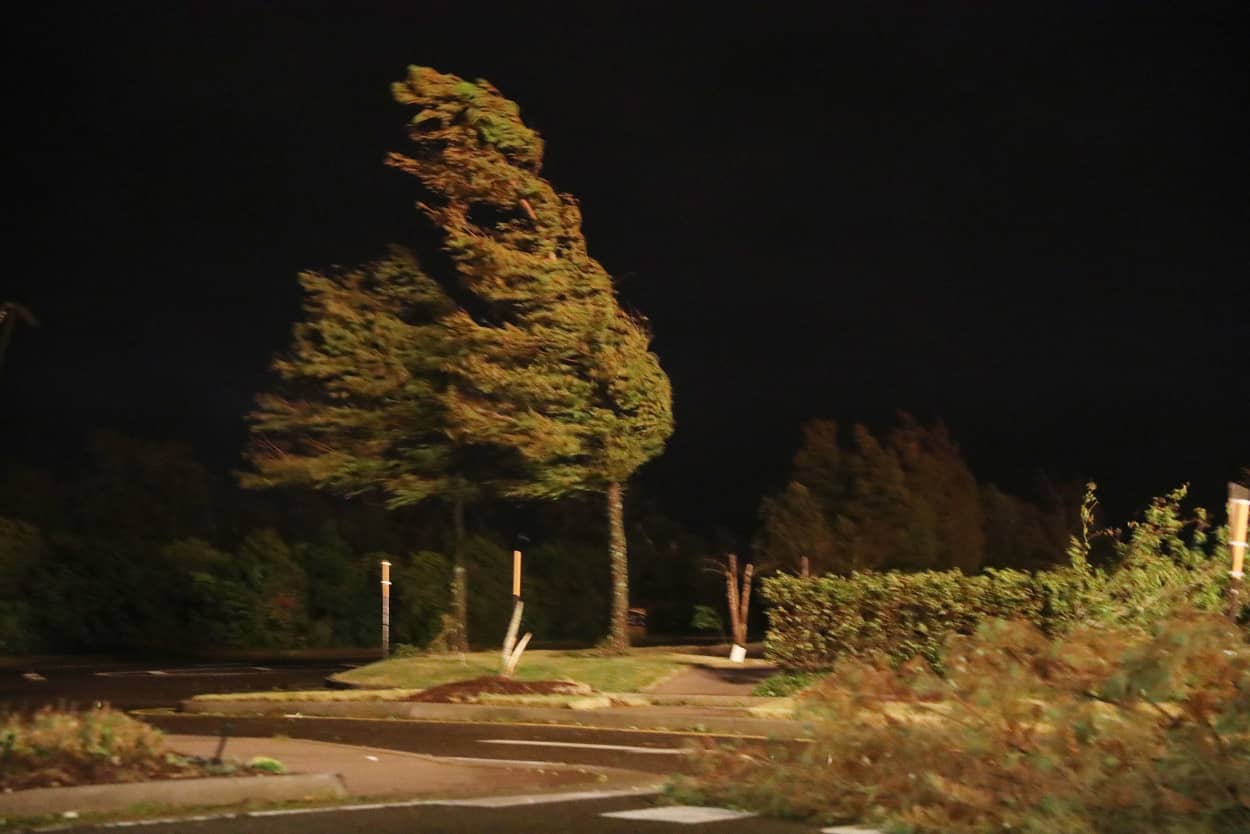 Image: A tree blows in the winds from Hurricane Laura near the Golden Nugget Hotel on Aug. 27, 2020 in Lake Charles, Louisiana.