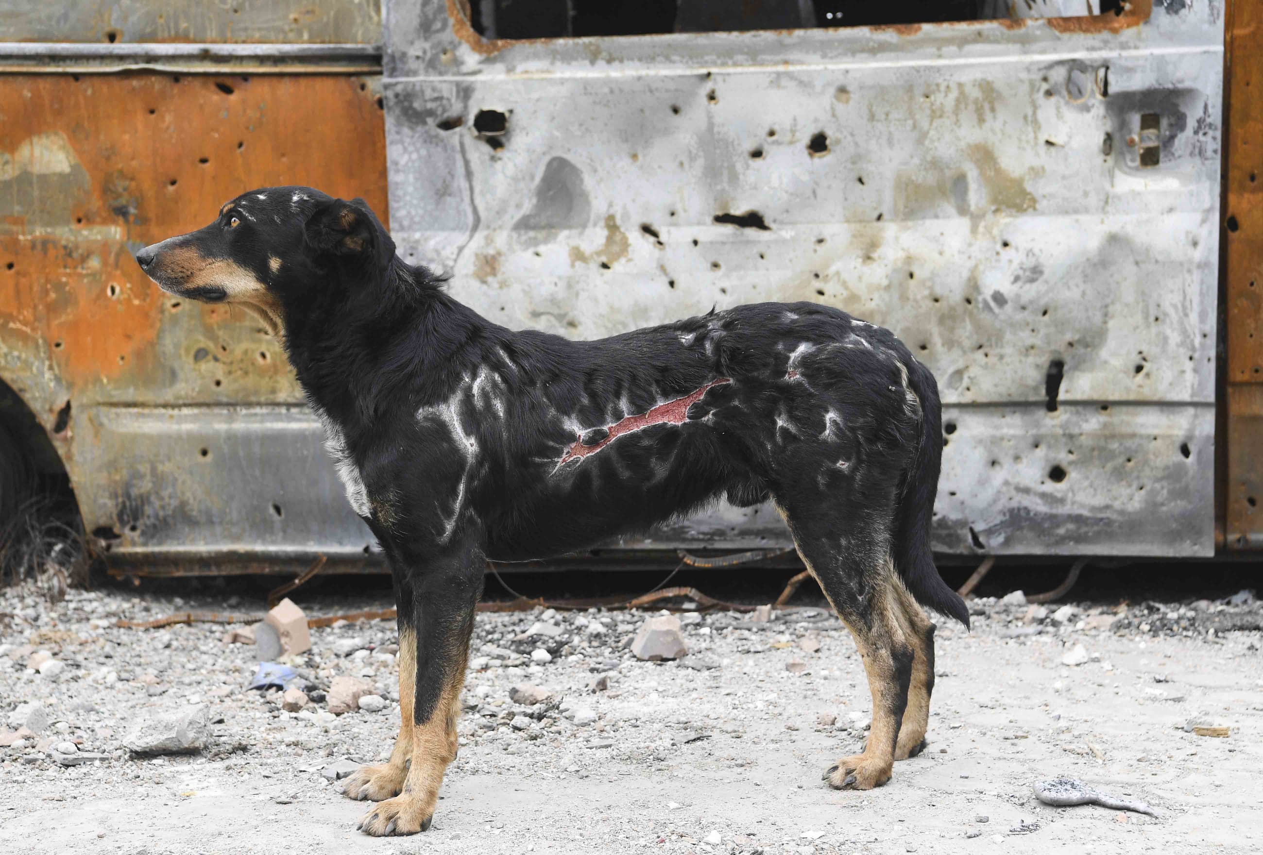 DPR LPR Russia Ukraine Military Operation