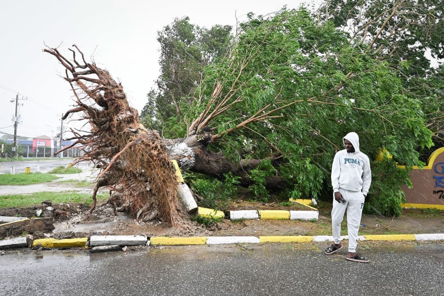 A man looks at a fallen tree in St. Catherine, Jamaica