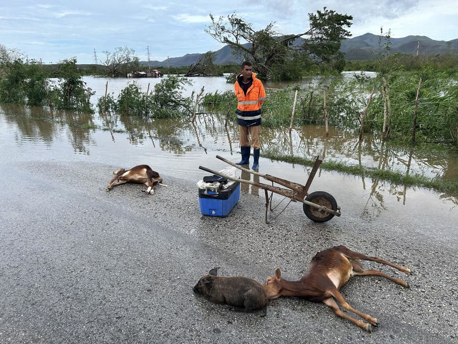 A farmer stands next to some of his drowned animals after Hurricane Melissa hit the town of San Miguel de Parada in Santiago de Cuba province on Oct. 29, 2025.