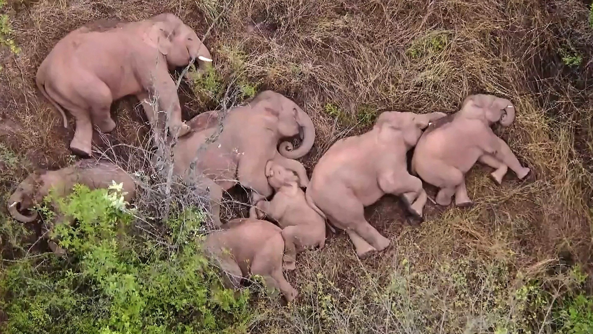 Elephant herd pauses to nap during mysterious trek