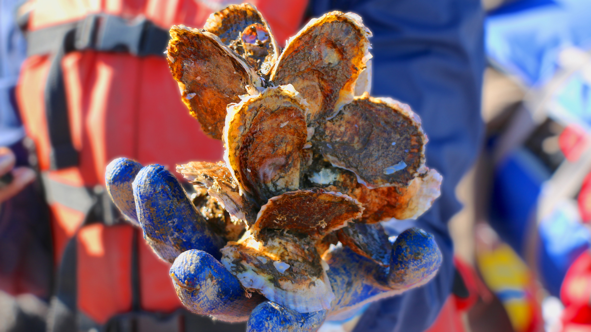 How one billion oysters could protect NYC from the next superstorm