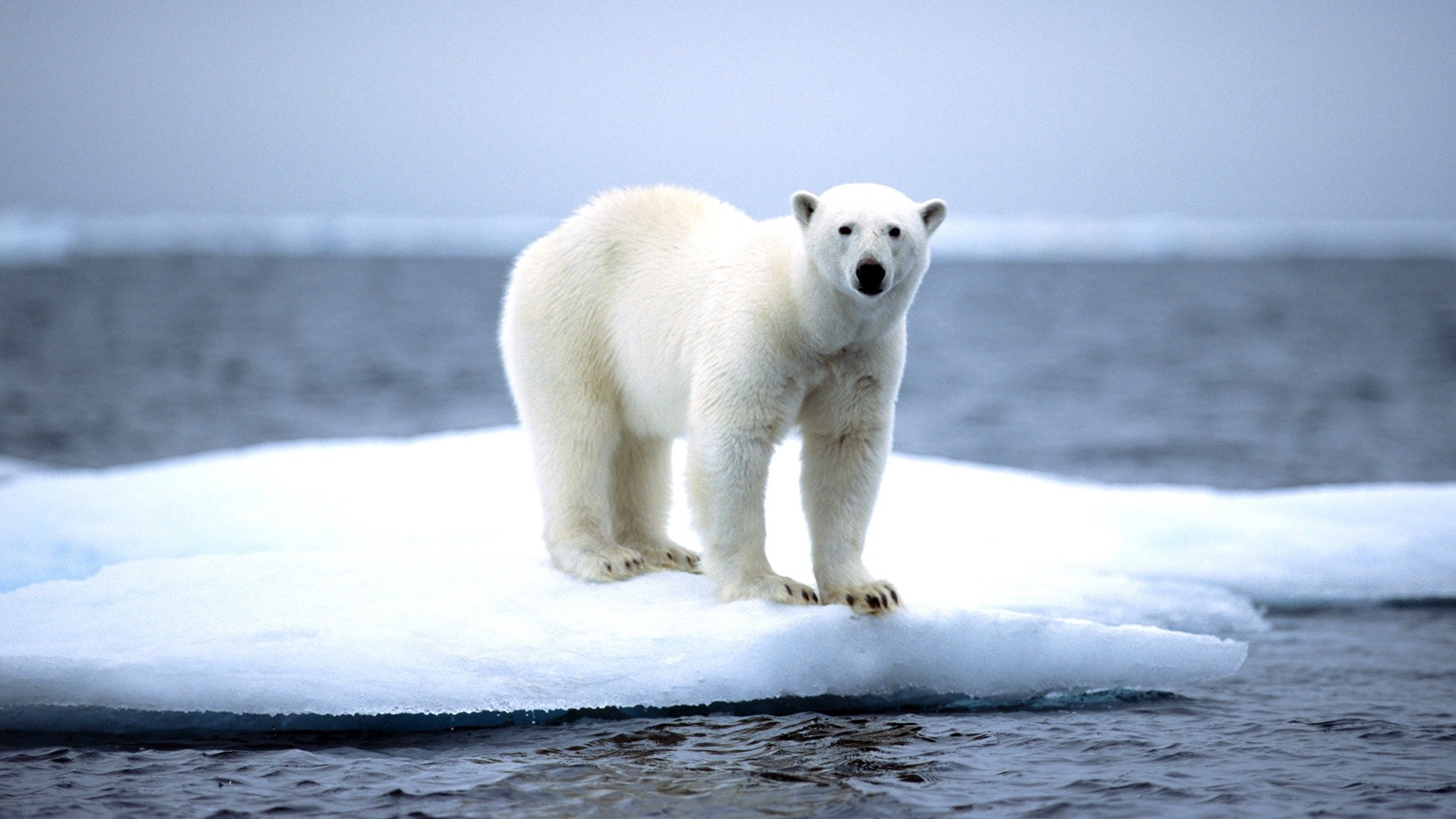 Brighter, Whiter Snow Could Help Offset Global Warming. PNNL